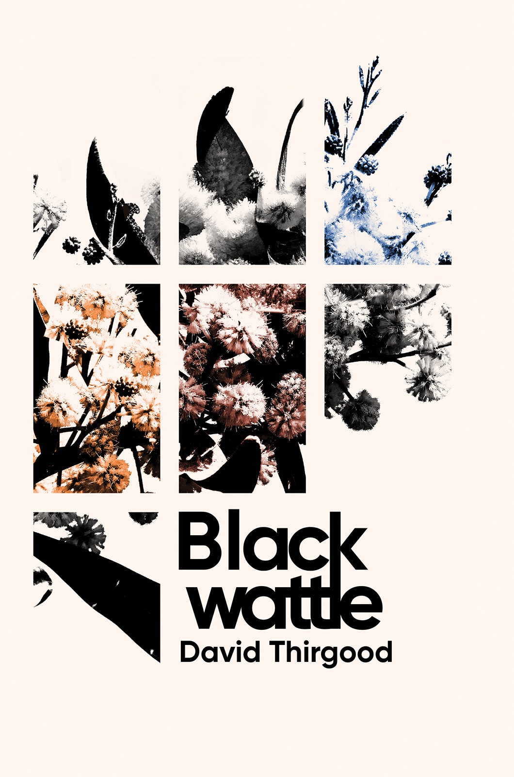 Blackwattle